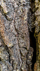 closeup of bark of the pine tree. natural texture background