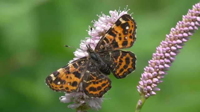 European Map Butterfly (Araschnia levana) is on the European bistort (Bistorta officinalis) flower