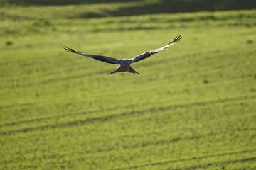 Red Kite (Milvus milvus) flying on field