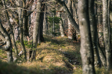 Hiking path in Jura mountains