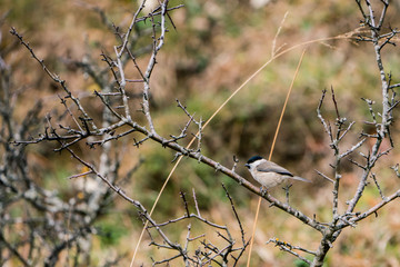 European Crested Tit (Lophophanes cristatus)