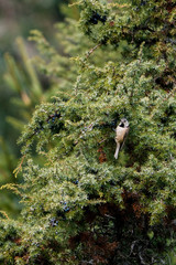 European Crested Tit (Lophophanes cristatus)