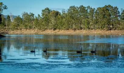 Swans on water 