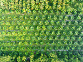 Aerial view of plantation area forming beautiful pattern as viewed from top