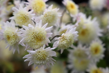 キク・チョウジザキ