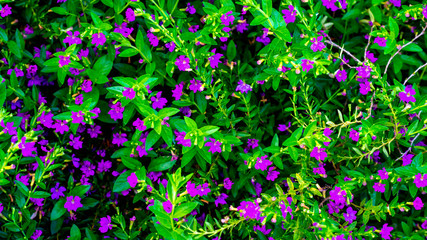 purple flowers between green leaves. 