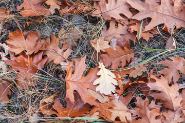 Fallen oak leaves on the ground.