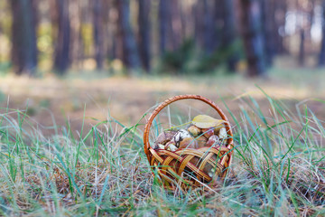 Small basket with brown mushrooms.