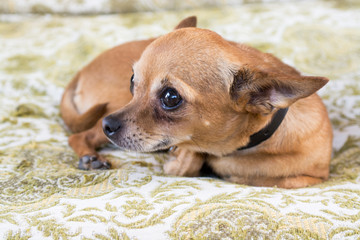 Brown chihuahua lying on a vintage sofa with sad expression.