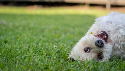 dog in grass