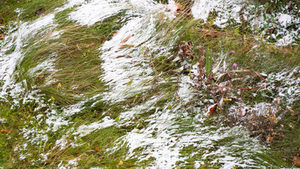 Green grass covered in snow. Snow in the spring or early winter arrival.Snowfall.Heavy winter snowfall in the city, blizzard. Closeup.Windy and cold weather.