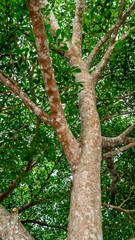 closeup of branch of the tree with green leaves