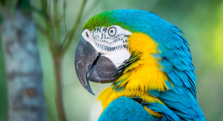 blue and gold macaw