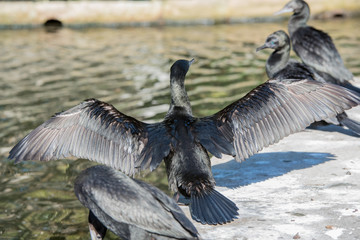 Fototapeta premium duck
