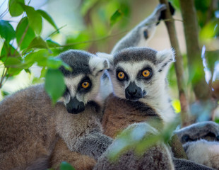ring tailed lemur on branch of tree