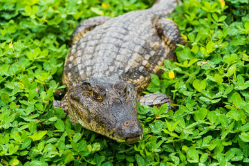 crocodile alligator with closed mouth in nature