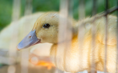 portrait of a baby duck