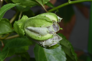 フルーツトケイソウ