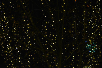 Merry New Year and Christmas garlands, luminous bulbs, diode lights are located on winter trees in the evening.