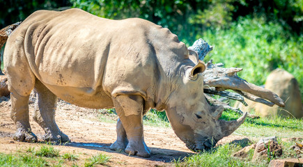 Obraz premium rhinoceros in zoo