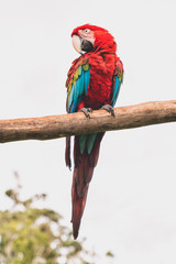 Red and blue macaw in tropical jungle south america