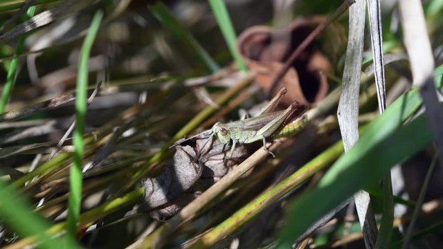 Meadow grasshopper chirping in the grass
