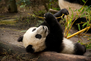 Obraz na płótnie Canvas panda eating bamboo