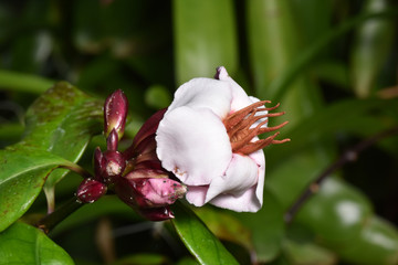 ストロファンツス