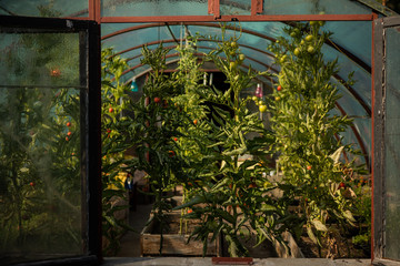 Red tomatoes in a greenhouse. Vegetables ripening in a glasshouse.