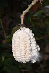 トックリキワタ