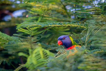 rainbow lorikeet in a tree