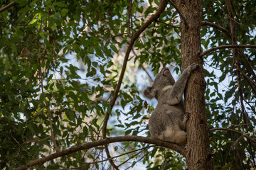 koala