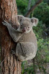 koala