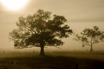 Fototapeta na wymiar tree at sunrise