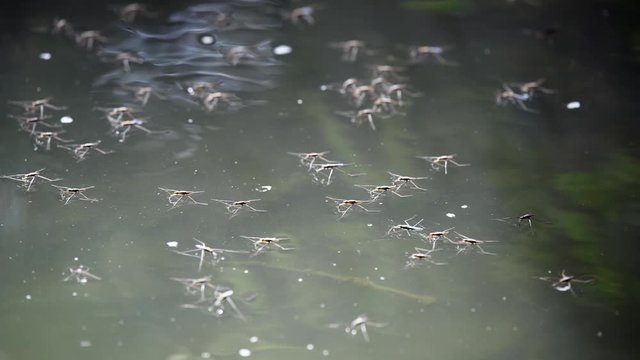 Water Striders Walking On A Water Surface