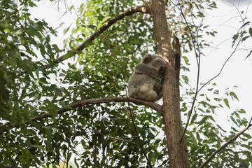 koala