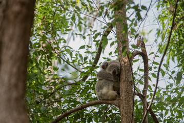 koala