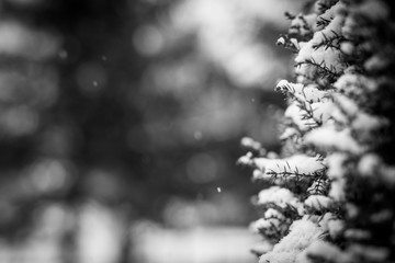 Snow covered spruce branch in winter forest during snowfall