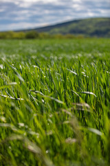 green wheat field 