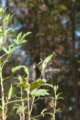 Okra Growing in a garden