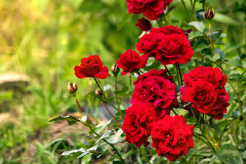 Obraz premium red rose in dew drops close up petals