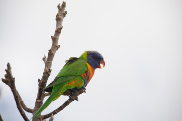 colorful parrot on a branch