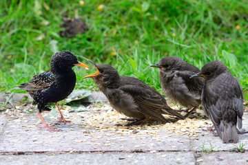 Junge Stare betteln um Futter