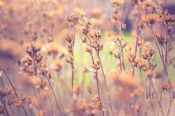 Fototapeta na wymiar Dry seed of spring summer flowers in autumn winter weather, warm tones colors