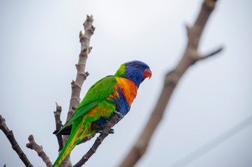 rainbow lorikeet on branch