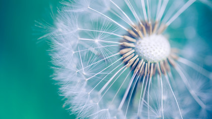 Closeup of dandelion on natural background, artistic nature closeup. Spring summer background - obrazy, fototapety, plakaty