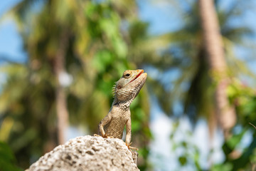 Сommon green forest lizard (Calotes calotes) from Sri Lanka