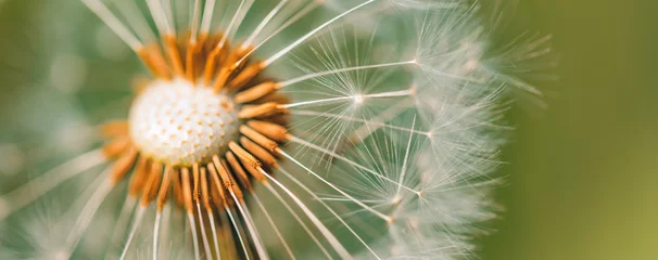 Foto auf Acrylglas Olivgrün Nahaufnahme des Löwenzahns mit unscharfem Hintergrund, künstlerische Naturnahaufnahme. Frühling Sommer Wiese Feld Banner Hintergrund