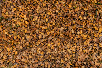 autumn brown leaves on the ground top view