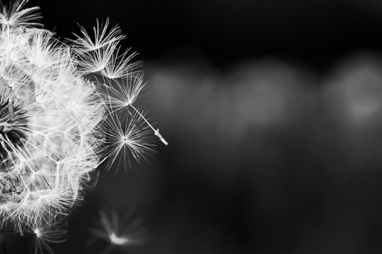 Dandelion flower artistic and delicate structure of seeds with dark background, black and white close-up photo., abstract and dramatic process © icemanphotos